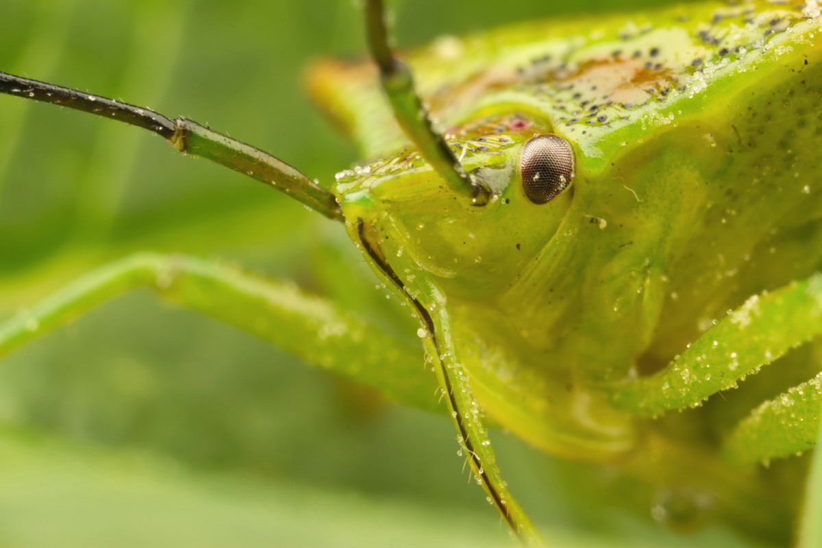 Hawthorn Shieldbug